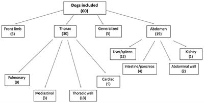 Sternal lymphadenopathy in dogs with malignancy in different localizations: A CT retrospective study of 60 cases